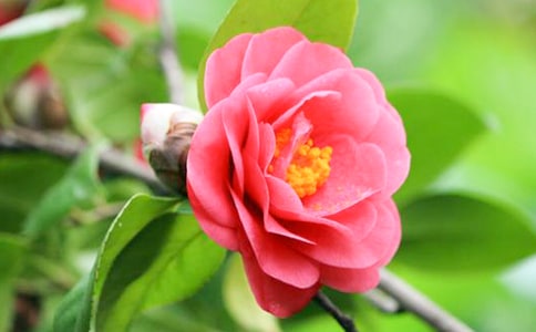 香奈兒茶花涼鞋到底什么樣?有幾款?