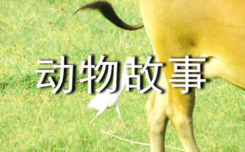 讀《西頓野生動物故事集》有感550字