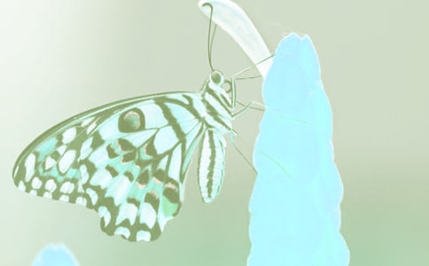 生命光影動植物攝影征集大賽策劃