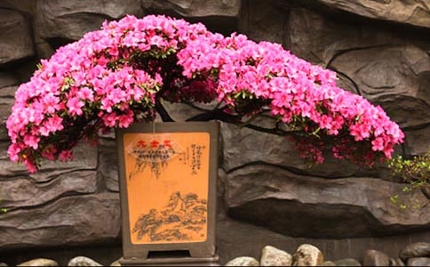 描寫杜鵑花的作文
