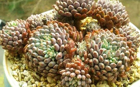 ��������ģ���ȫ102ƪ��