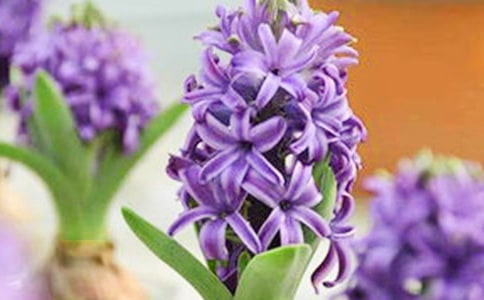 �W�����ģ��`�����ҵ��L����