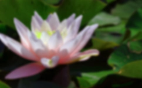 荷花的作文