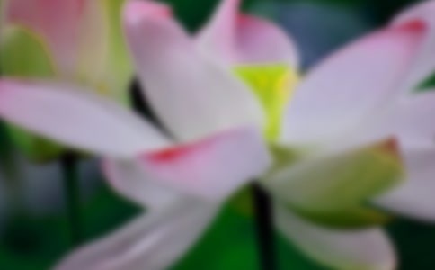 關(guān)于描寫(xiě)荷花的作文