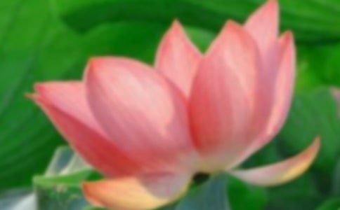【熱門】荷花的作文合集10篇