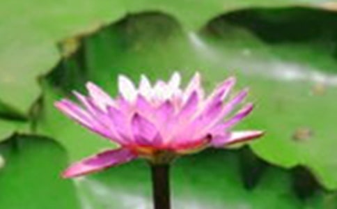 �茑�ɻ������ĺϼ�8ƪ