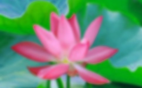 �茑�ɻ�������15ƪ