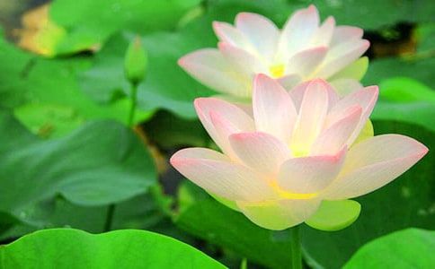 ���]���茑�ɻ�������