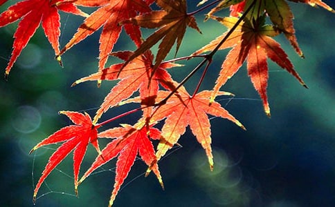 《藍帆船紅葉林》讀后感