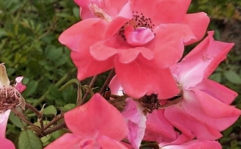 《鳥是樹花朵》教學設計