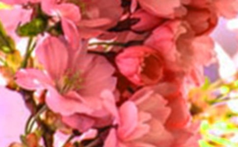 夢見花朵是什么意思