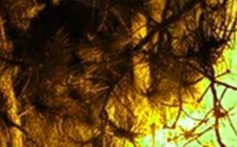 �ش�ɭ�ֻ����r�R�󣨾��x9ƪ��