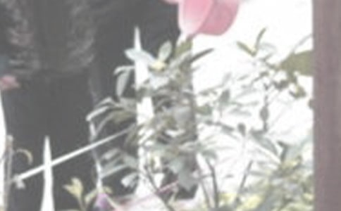 夢見澆花怎么辦