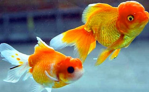 小金魚(yú)作文【熱】