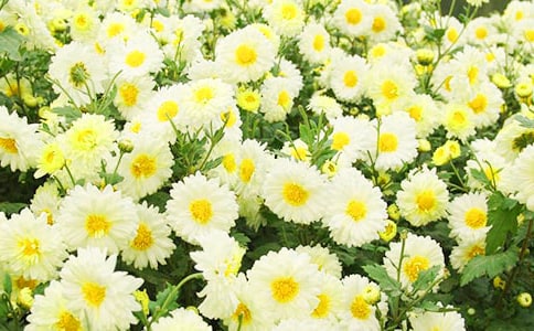 (通用)我喜歡菊花作文