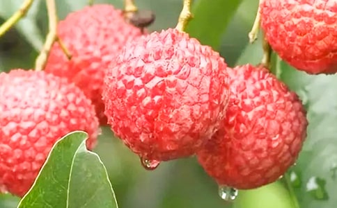 11��֦��