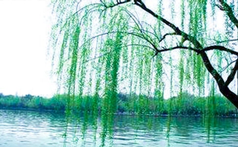 大班藝術柳樹姑娘教案
