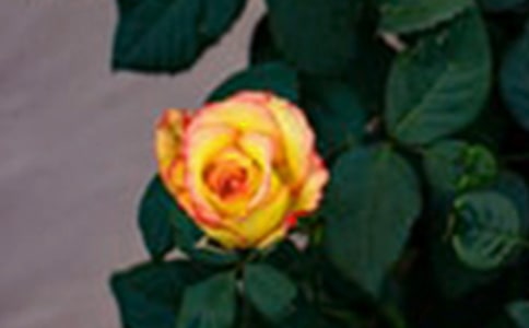 ���tõ���c��õ�塷�x���(12ƪ)