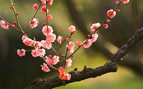 《梅花魂》教學設計匯總(15篇)