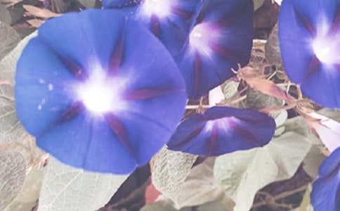 【熱】牽牛花作文