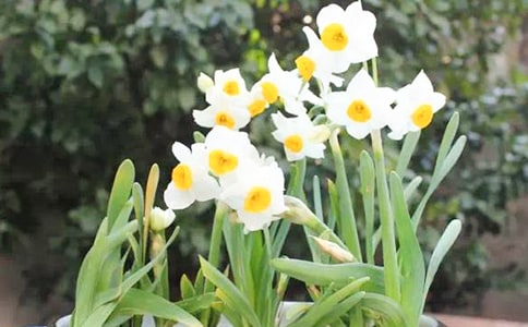 水仙花的作文
