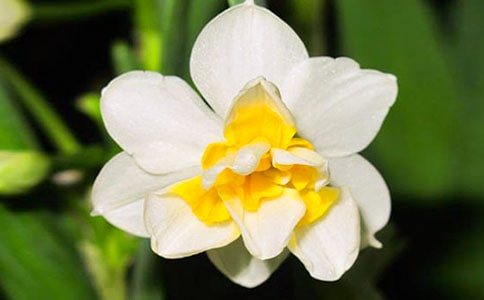 我喜歡水仙花作文