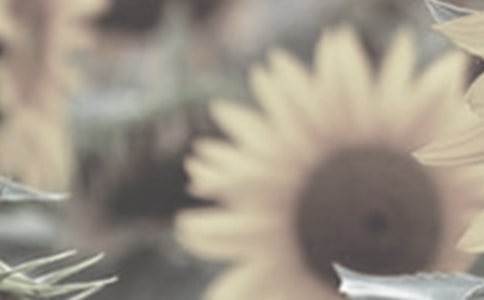 精選太陽花作文3篇