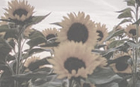 【精選】太陽花作文3篇