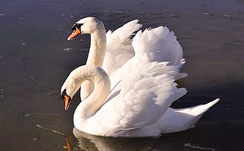 ���Z��ܽ�ľ��w����
