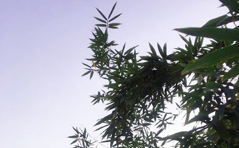 ��ܰ�簲�İ������x340�䣩
