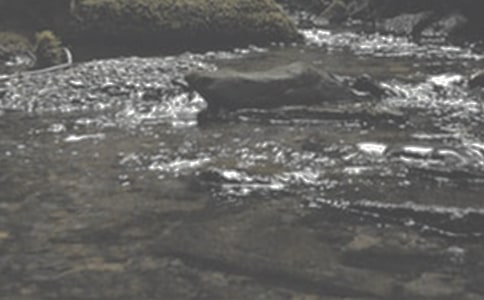《小溪流的歌》教學實錄參考