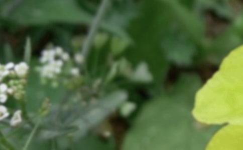 �P�����������İ�