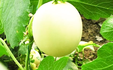 ��ϵĹ�Ч�c���� ��ϵĠI�B�rֵ��ʳ�ý���