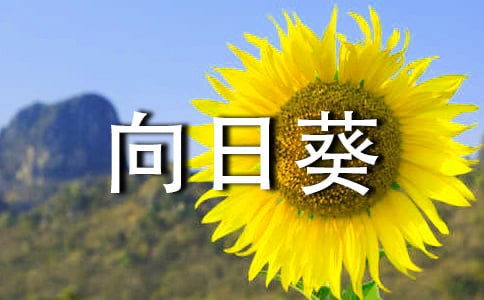 向日葵花作文