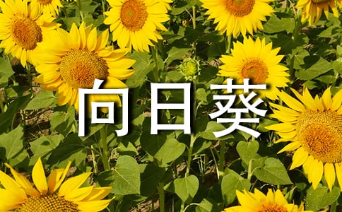 ��С�����տ����u�n��