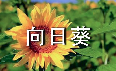 關于向日葵的作文