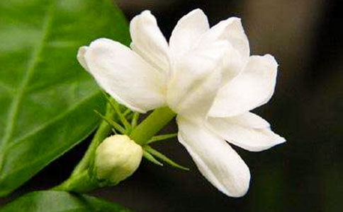 夜來香作文(優選15篇)