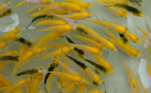 魚苗購銷合同書