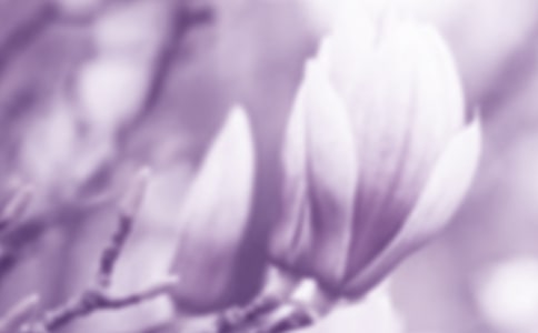 玉蘭花的作文