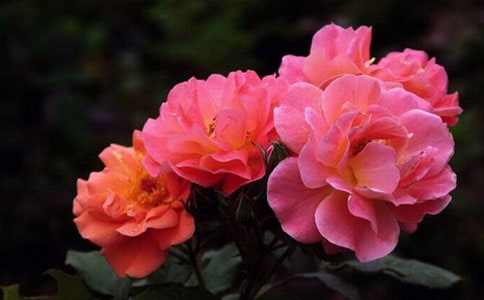 �P���¼�������