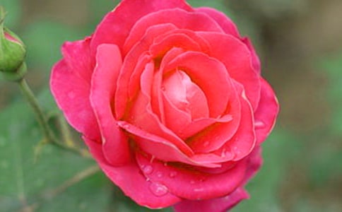 月季花作文15篇