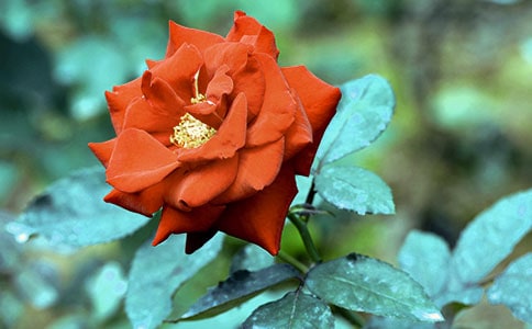 ���P�¼���С����Bֳ����