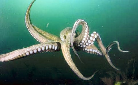 章魚(yú)小丸子的做法