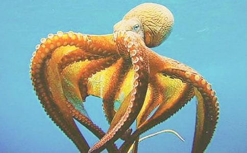 章魚的作文