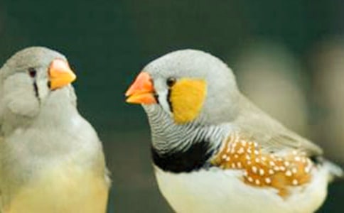 《珍珠鳥(niǎo)》工作教學(xué)設(shè)計(jì)