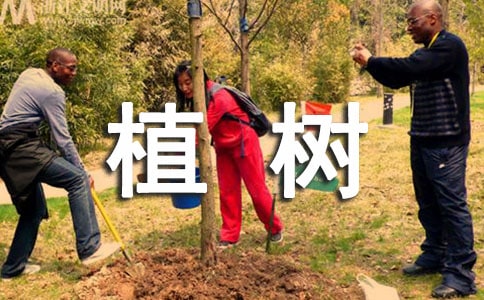 【熱門】植樹的作文300字三篇