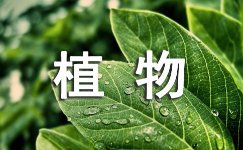 《植物媽媽有辦法》人教版教學設計