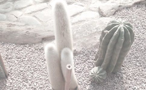 游植物園作文(精選47篇)