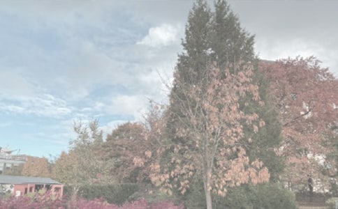 六盤山珍稀植物園綠化提升工程施工及施工監(jiān)理招標(biāo)公告