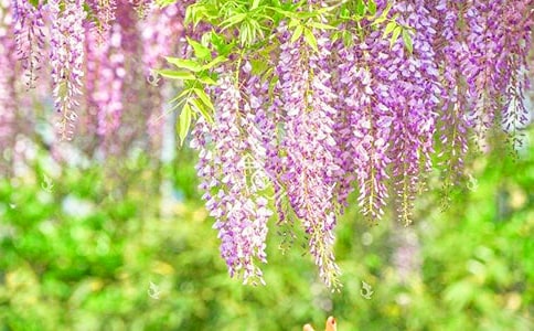 紫藤花的傳說100字